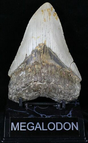 Bargain Megalodon Tooth - North Carolina #21683